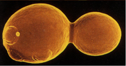 Hefezelle1_small Hefezelle1_small