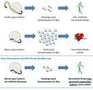 Grafik_Lp(a)_Genmutation_small