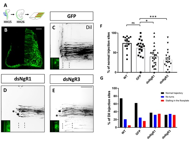 Loss of either NgR1 or NgR3 interferes with dI1 axon guidance.